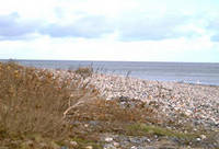 Küste Schwansener See Küste Schwansener See